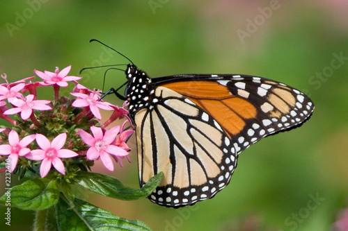 majestic monarch © Rajeshwar Hundal