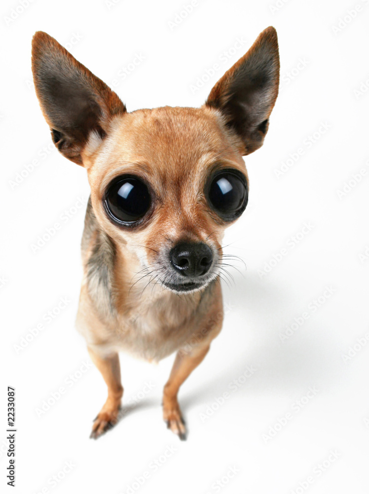 big-eyed chihuahua big-eyed chihuahua