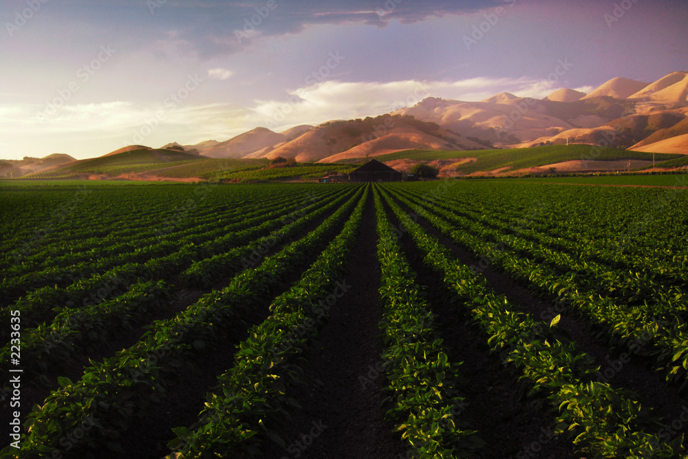 planted fields