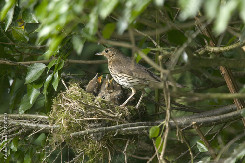 mother song thrush