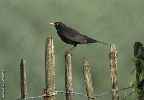 blackbird photo