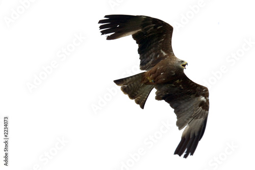 red kite isolated © RTimages
