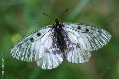 rare black apolon butterfly
