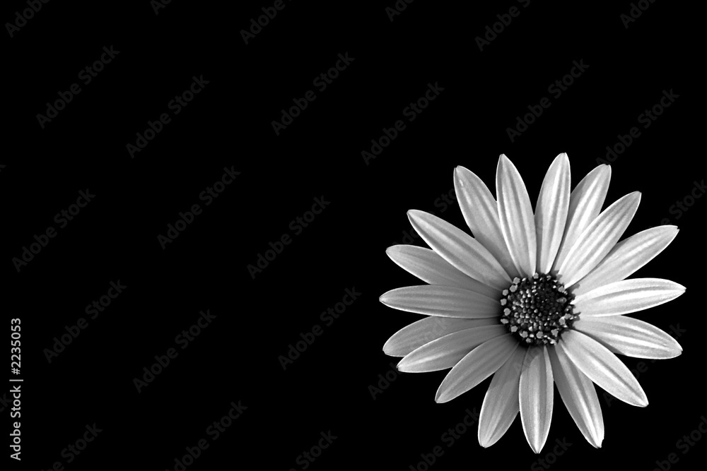 white dasy in black background white dasy in black background