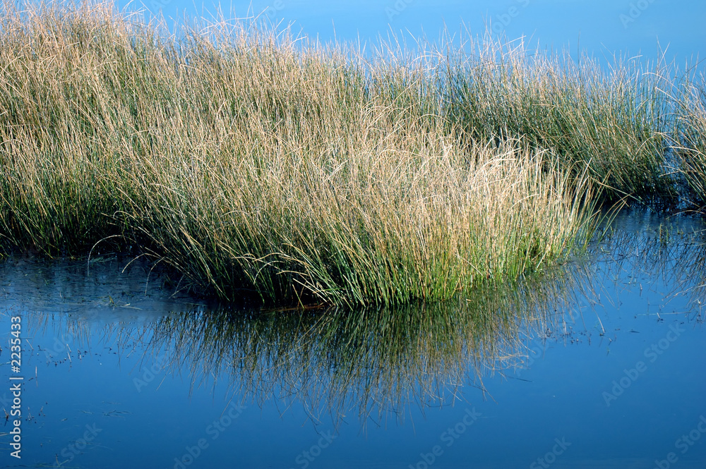 grass 04 grass 04