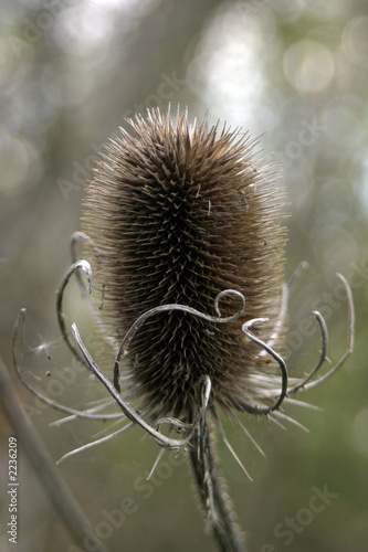 bur