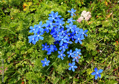 gentiane des neiges