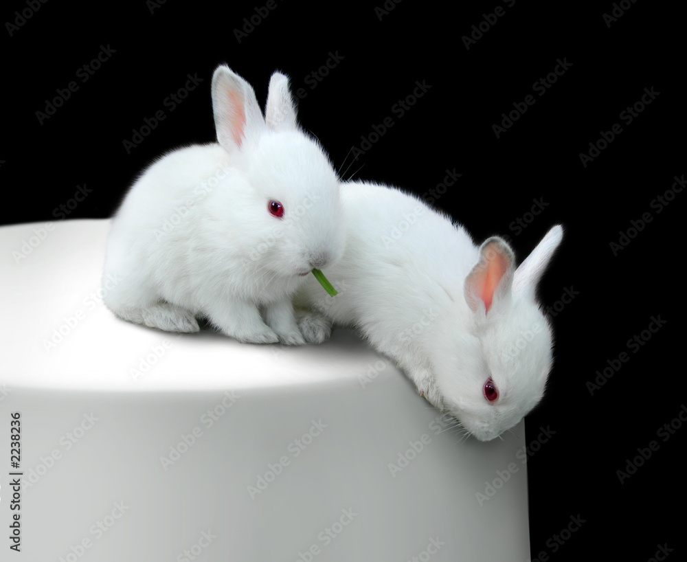 Fototapeta premium two funny white little rabbits on a table