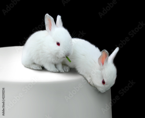 two funny white little rabbits on a table