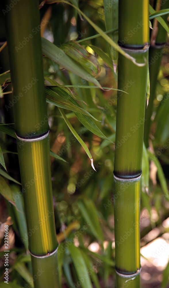 Obraz premium bamboo