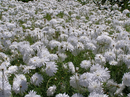 les fleurs photo