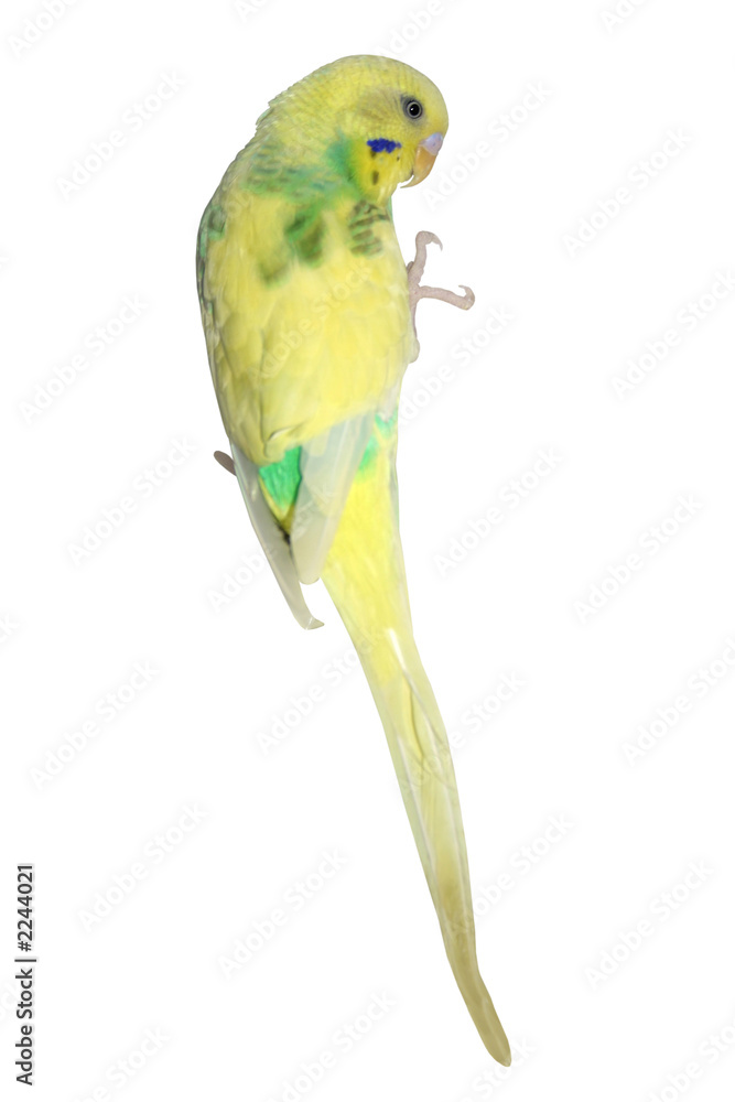Fototapeta premium yellow parakeet