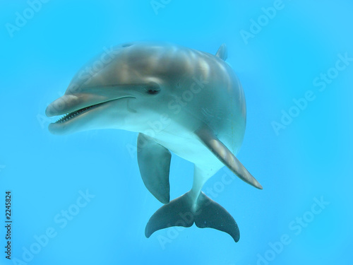 delfino photo
