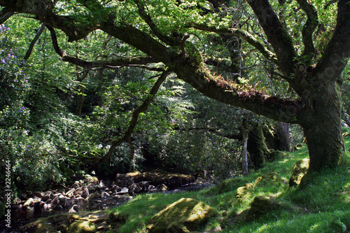 woods