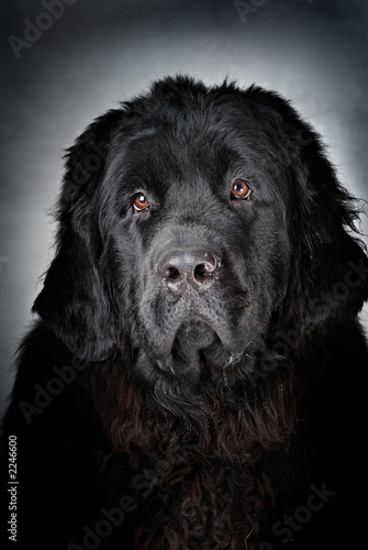 dogs 19