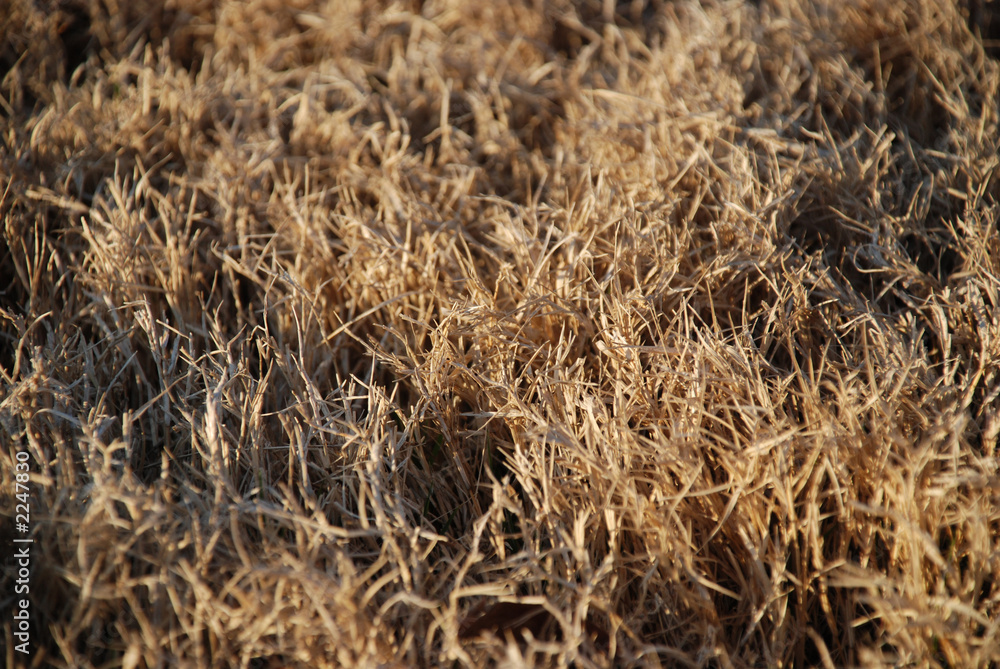 Naklejka premium winter grass