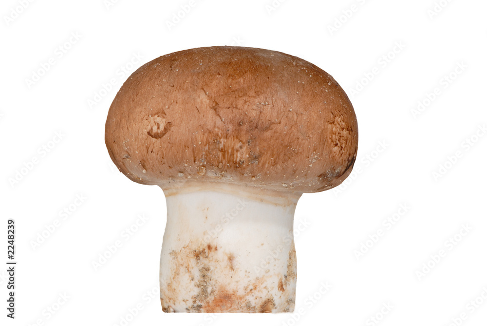 champignon de paris champignon de paris