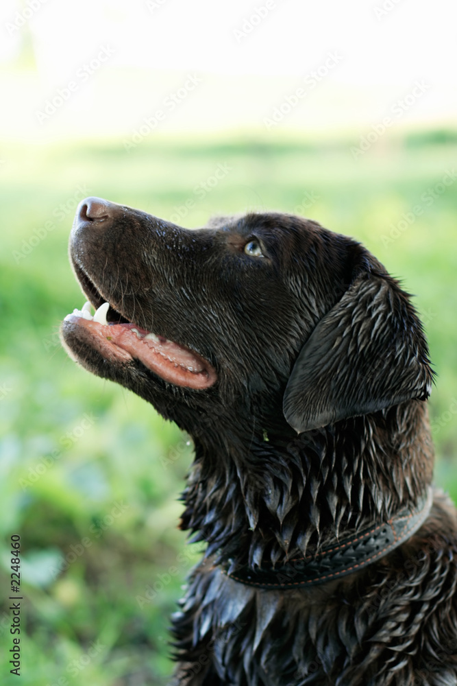 a dog after swimming in a river a dog after swimming in a river