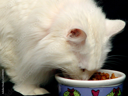 famished angora cat eating food