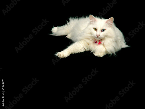 angora cat relaxing