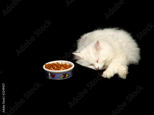 angora cat sleeping