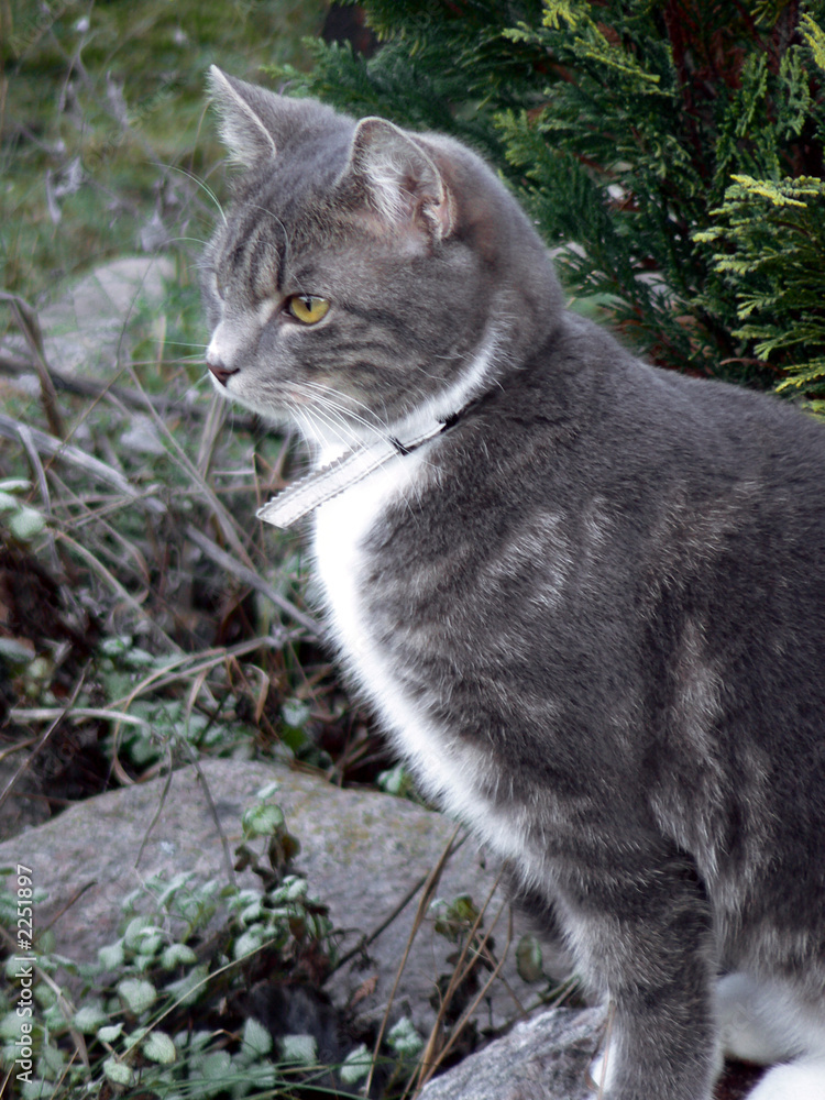 Fototapeta premium cat