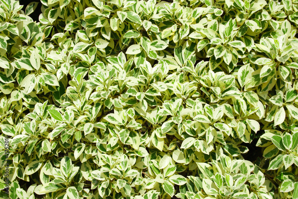 green leaves background green leaves background