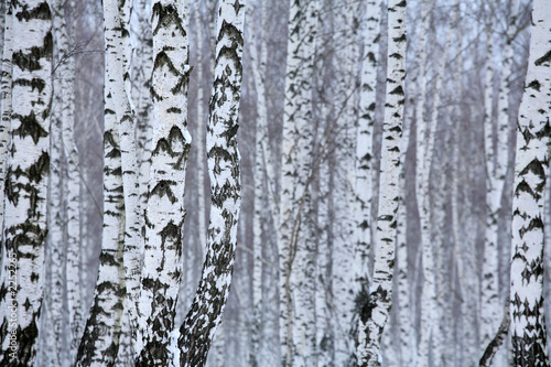 birch wood in winter