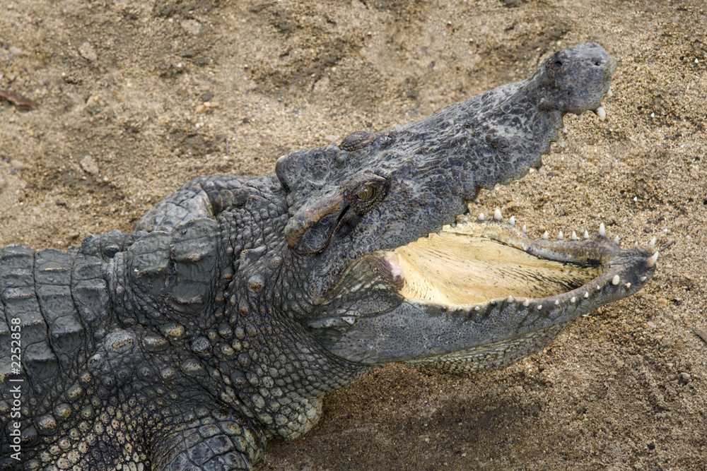 Obraz premium crocodile