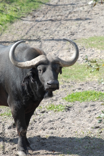 cape buffalo