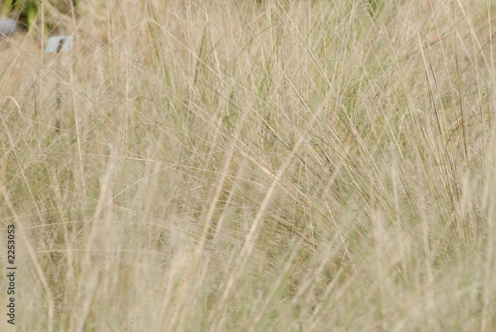 Fototapeta premium fine grass texture