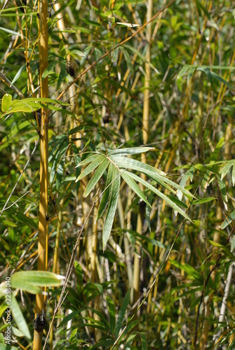 palm grass leaf