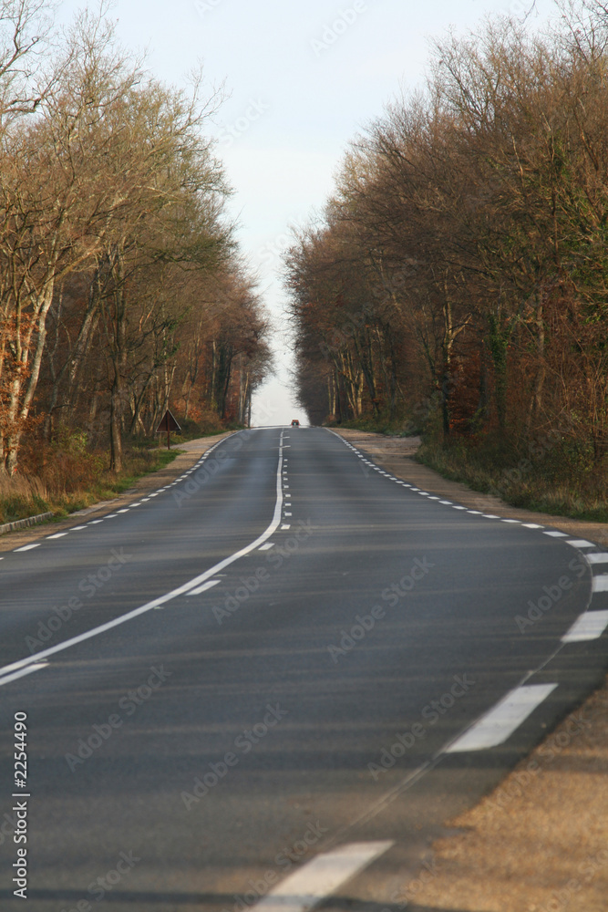 road in the forest