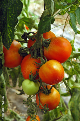 culture des tomates
