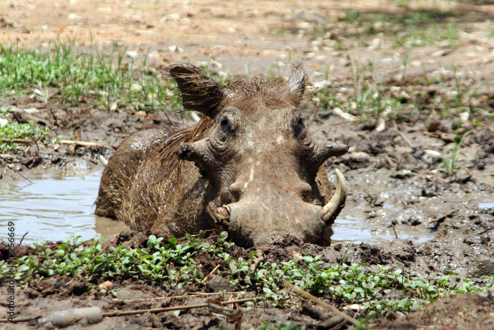 warthog warthog