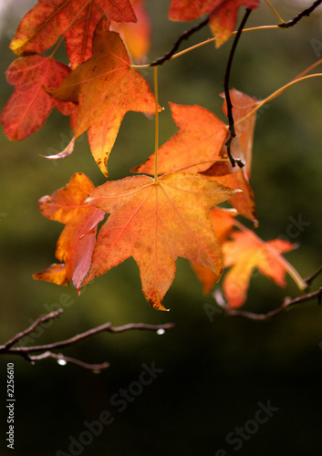 trees and leaves