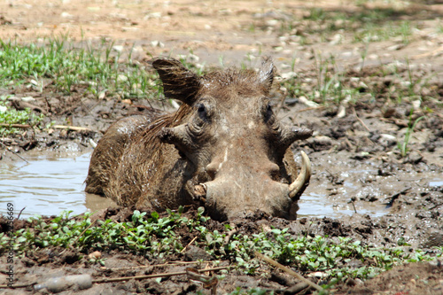 warthog photo