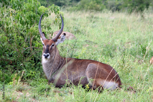 antelope