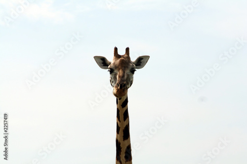 giraffe © hugy