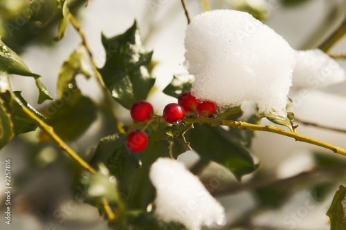 holly in snow