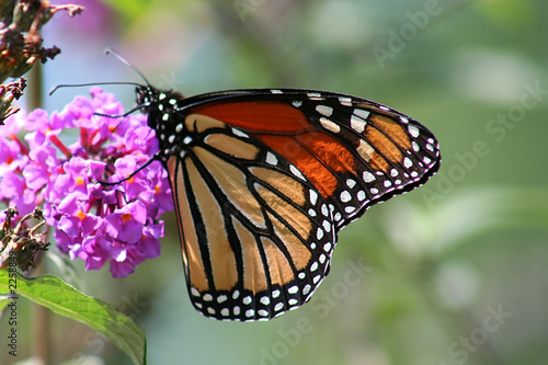 monarch © Jana Lumley