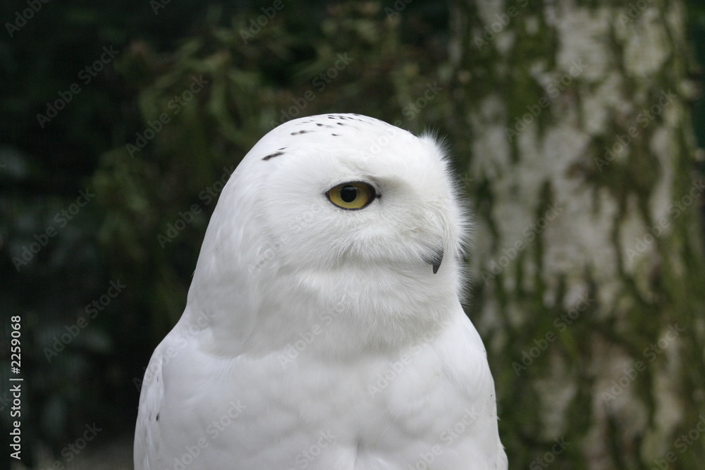 Obraz premium snow owl