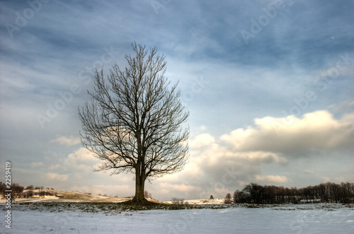 winter tree