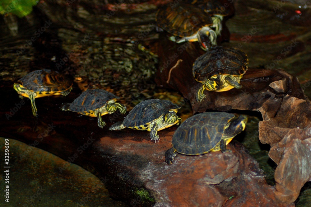 Naklejka premium turtle family