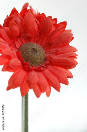 Plakat marguerite