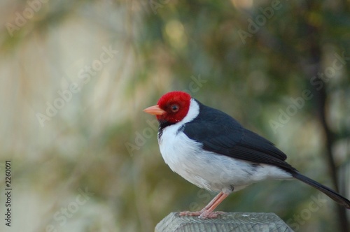 oiseau tete rouge