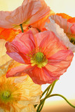 poppy flower