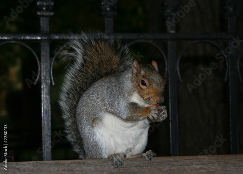 squirrel eating nut