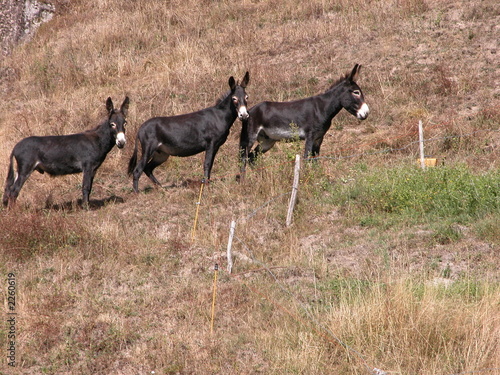 les trois baudets