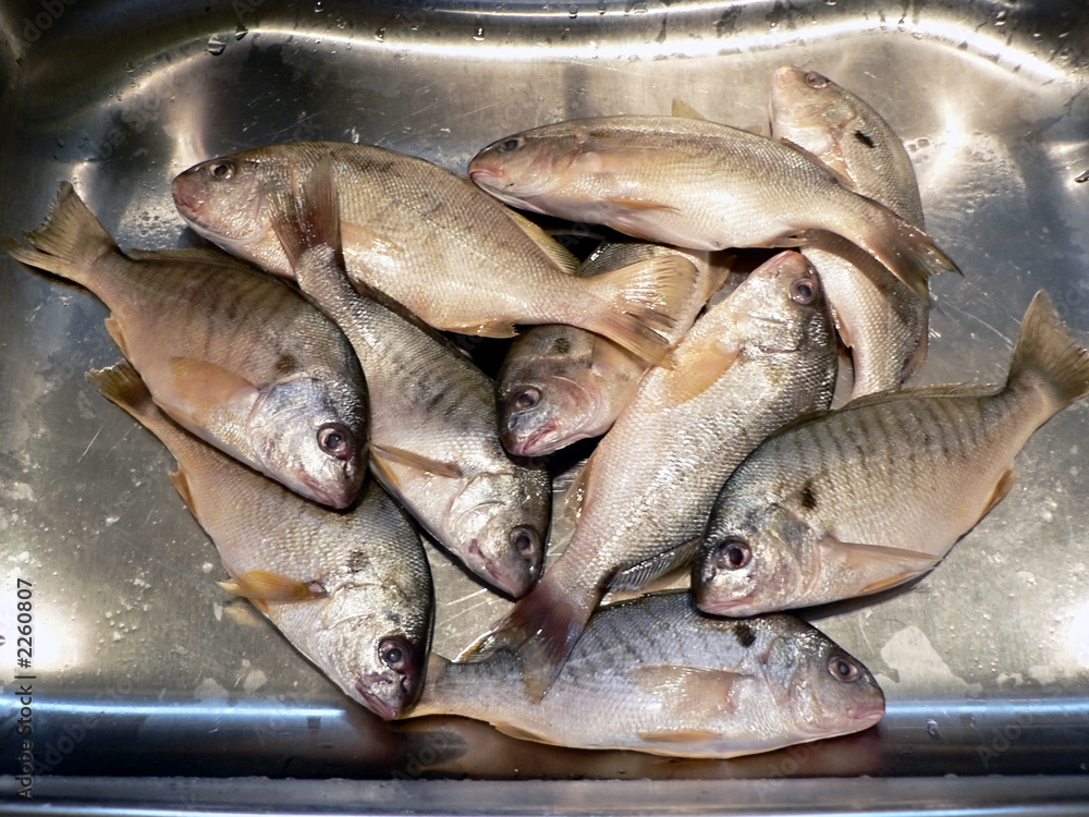 fish in kitchen sink